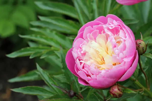 Photo of Pink and white peony flower