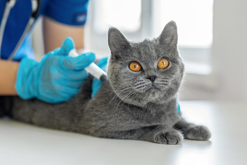 Veterinarian doctor in blue gloves vaccinating a cat