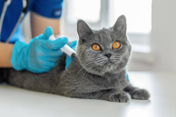 Veterinarian doctor in blue gloves vaccinating a cat Veterinarian doctor in blue gloves vaccinating a cat scottish fold cat photos stock pictures, royalty-free photos & images