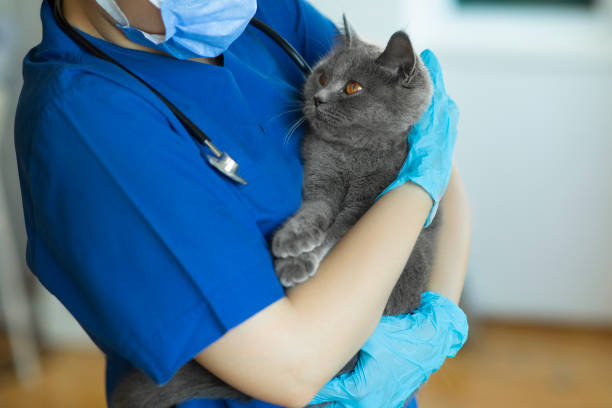女性獣医医師は彼女の手に猫を抱いています - animal rights organization ストックフォトと画像