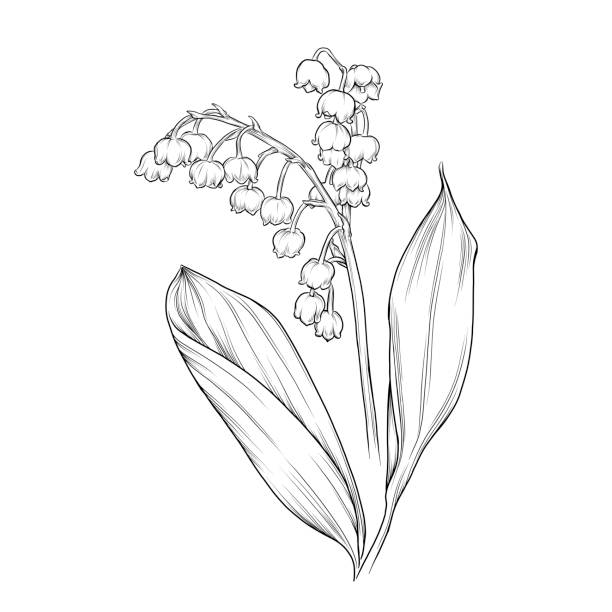 illustrations, cliparts, dessins animés et icônes de illustration vectorielle de l’encre de fleur de lis de la vallée - muguet