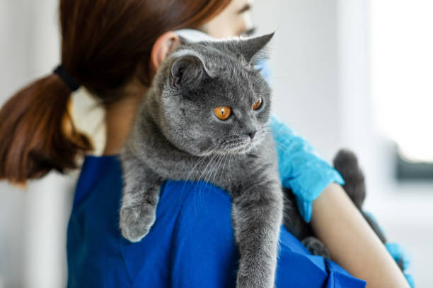 gatto carino che sta facendo un controllo - veterinario foto e immagini stock