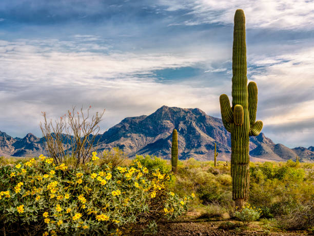 istock Desert cactus and flowers 1325463910