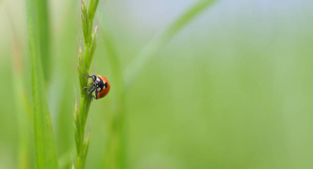 istock ladybug on a green blade of grass 1325465007