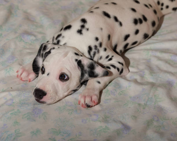 istock A cute and cuddly Dalmatian dog lying on his bed 1325465067