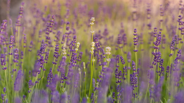 istock Close up of lavender field. 1325467045