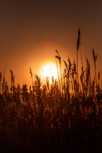 istock Sunrise on the lake or swamp. 1325468371