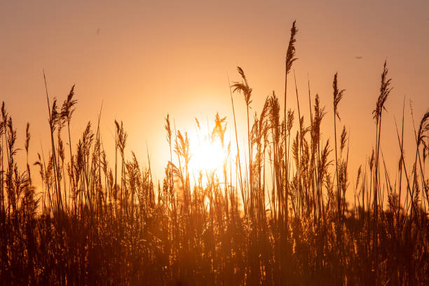 istock Sunrise on the lake or swamp. 1325468455