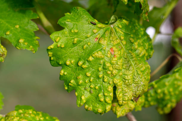 Grape Leaf Blister. Grapevine blister mite (Eriophyes vitis). Infected Grape leaves. Disease caused by blister mites. Close up. Grape Leaf Blister. Grapevine blister mite (Eriophyes vitis). Infected Grape leaves. Disease caused by blister mites. Close up. gall mite stock pictures, royalty-free photos & images