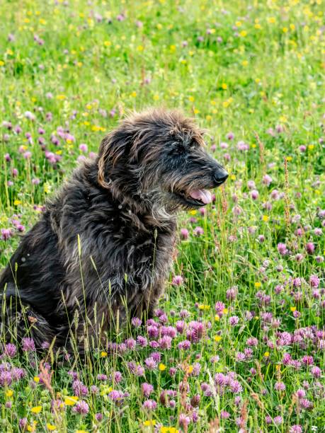 istock Farm Dog Sitting In Wildflowers. 1325470441