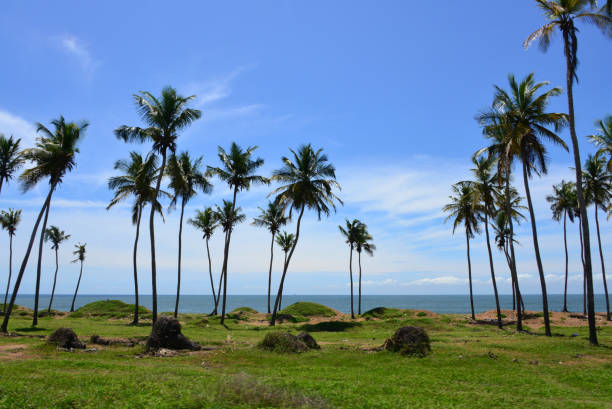 Gulf of Guinea and Coconut trees on the waterfront, Port-Bouët, Abidjan, Ivory Coast Port-Bouët, Abidjan, Ivory Coast: coconut tree lined waterfront - horizon on the Gulf of Guinea, Atlantic Ocean. ivory coast landscape stock pictures, royalty-free photos & images