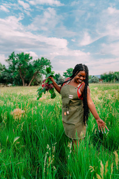 Portrait of a Happy Young Female African American Farmer Girl Walking Through a Green Wheat Grass Field Outdoors Holding Delicious Fresh Produce at a Local Small Business Farm-to-Table Supplier in Colorado retrato de una joven agricultora afroamericana feliz caminando a través de un campo de hierba de trigo verde al aire libre sosteniendo deliciosas remolachas rojas frescas en un proveedor local de la granja a la mesa de una pequeña empresa en colorado