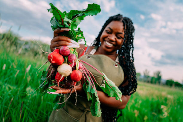 Portrait of a Happy Young Female African American Farmer Girl Standing in a Green Wheat Grass Field Outdoors Holding Delicious Fresh Produce at a Local Small Business Farm-to-Table Supplier in Colorado retrato de una joven agricultora afroamericana feliz de pie en un campo de hierba de trigo verde al aire libre sosteniendo deliciosas remolachas rojas frescas en un proveedor local de la granja a la mesa de una pequeña empresa en colorado