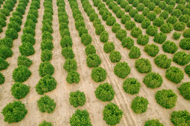 istock Aerial over Citrus Grove 1325473227