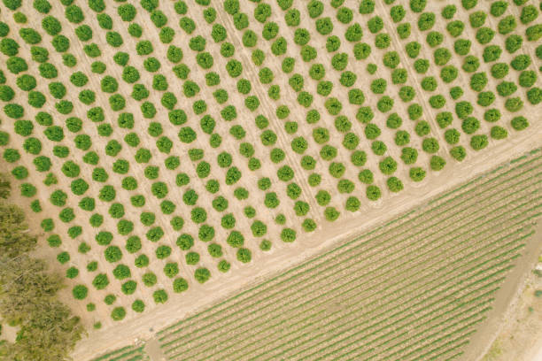 istock Aerial over Citrus Grove 1325473233