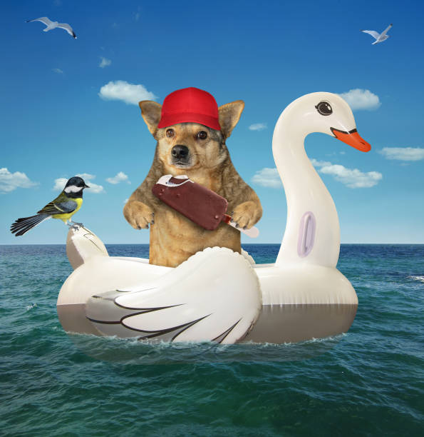 istock Dog on inflatable swan in sea 1325475031
