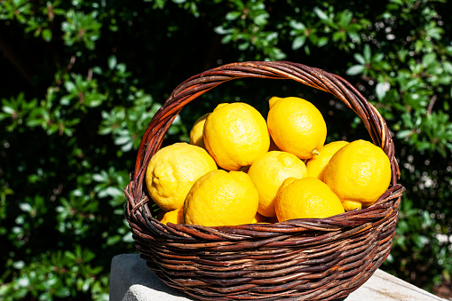 Fresh lemons in a wooden basket