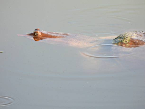 istock Florida Softshell Turtle (Apalone ferox) swimming in a lake 1325476241