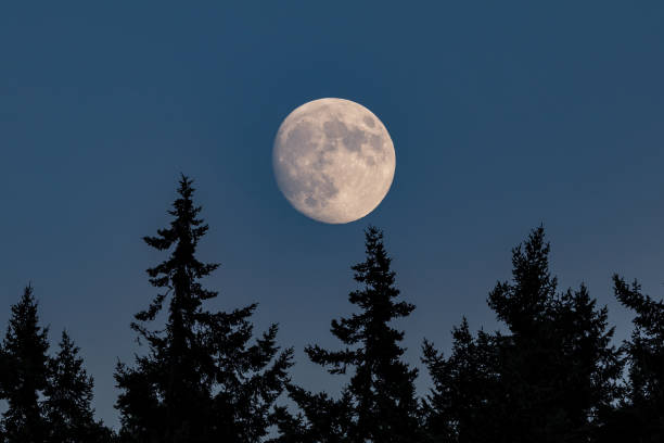 moon rising over the trees - moon forest bildbanksfoton och bilder