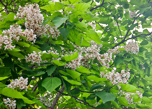 Catalpa tree blooming with white flowers