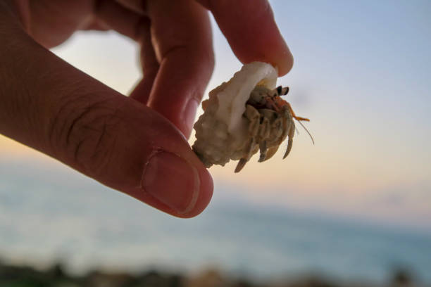 istock Crab peeking out from his shell, South Ari Atoll, Maldives 1325480726