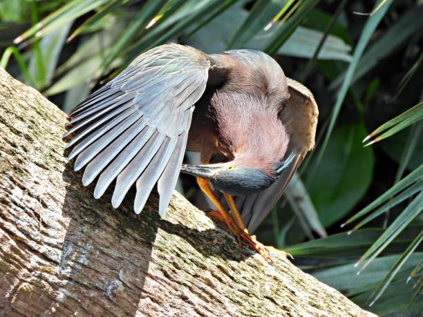 grüner reiher (butorides virescens) preening seine federn auf einem haken - virescens stock-fotos und bilder