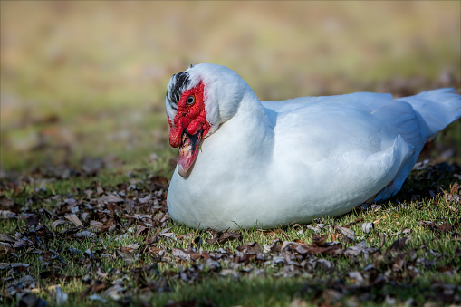 Unusual white duck or goose with red head and beak.