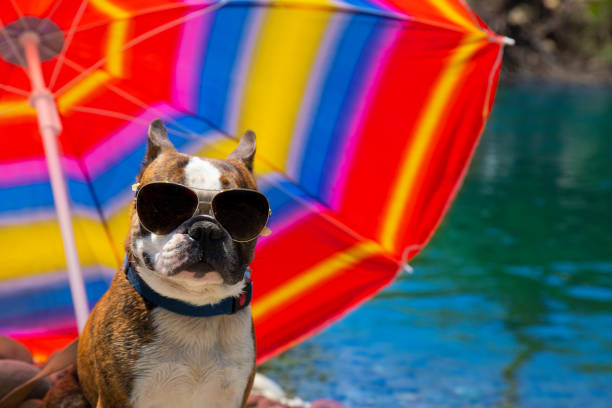istock french bulldog on vacation with sunglasses 1325482017