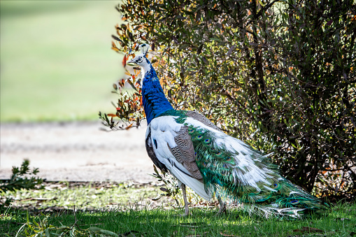 Peahen - Female Peacock - Indian Peafowl (Pavo cristatus)