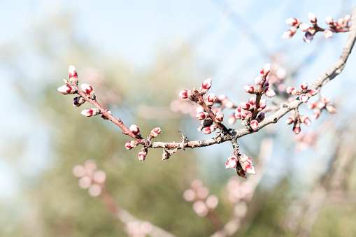 Almond Tree buds