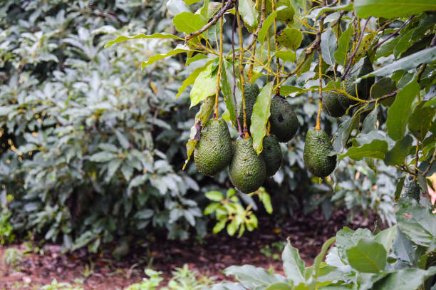 fresh raw organic green hass avocado on a farm tree in mpumalanga south africa - persea imagens e fotografias de stock
