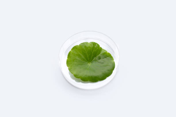 istock Fresh green centella asiatica leaf in petri dishes on white background. 1325485625