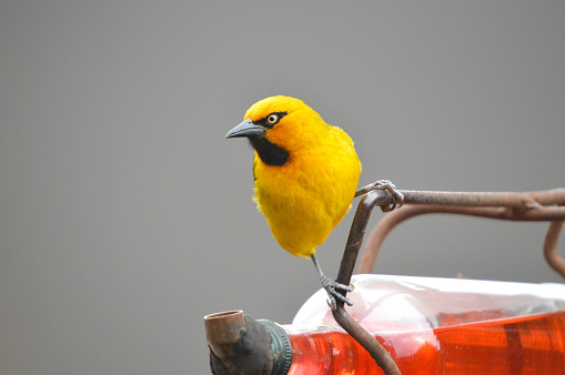 A yellow spectacled weaver feeding fruit nectar from a bird feeder in a house in South Africa