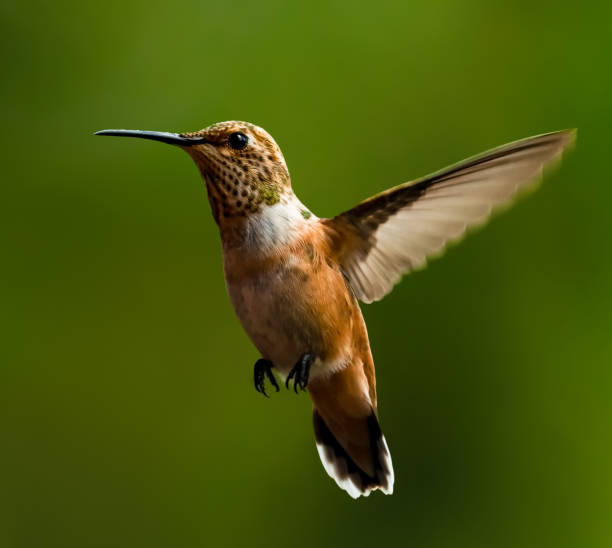 istock Colorful Rufous hummingbird closeup hovering dark green background nd 1325487864