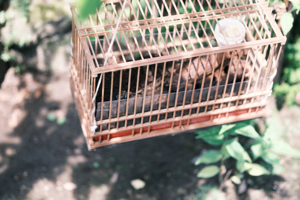 istock Insect cage in the gentle summer breeze 1325488892