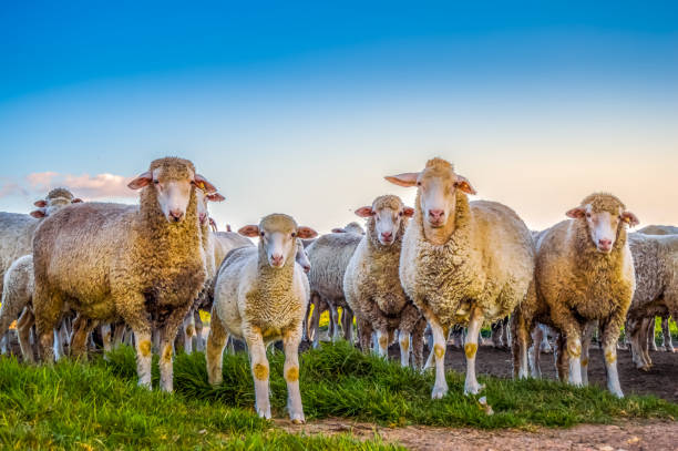 ovelhas merino fofas prontas para abate em eid ul adha - lamb merino sheep sheep horizontal - fotografias e filmes do acervo