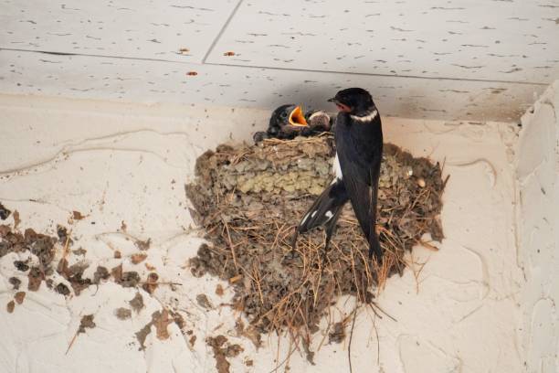 istock Swallow feeding chicks in a nest built on the wall 1325488906