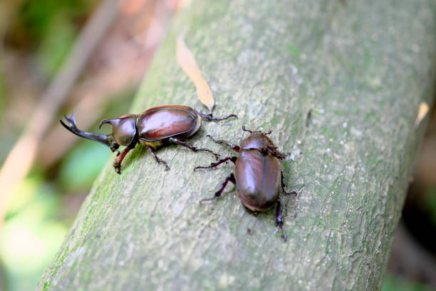 Male and female beetles in the forest