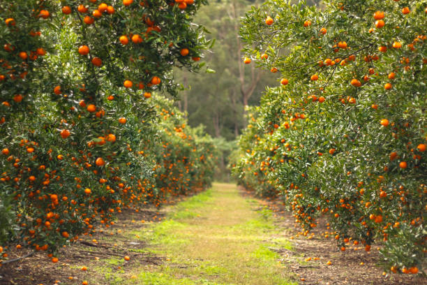 jardim de laranjas mandarim maduro e fresco, pomar laranja. - tangerine citrus fruit organic orange - fotografias e filmes do acervo