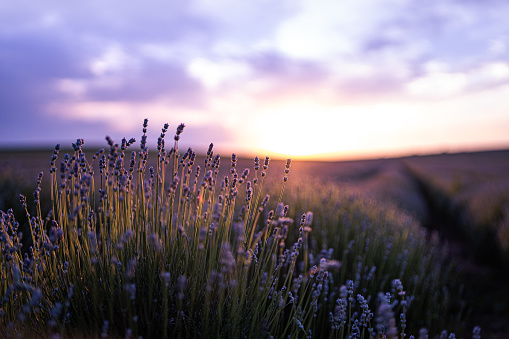 Close-up of lavender stalks against the backdrop of sunset with clouds, selective focus