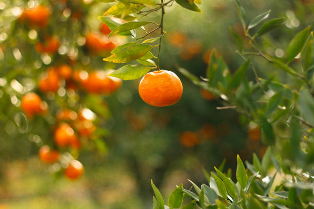 closeup of ripe mandarin oranges with green leaves - citrus fruit imagens e fotografias de stock