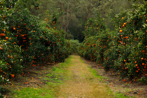 istock Ripe and fresh Mandarin oranges garden, orange orchard. 1325490089