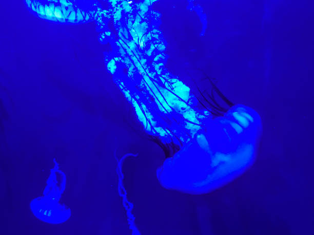 istock Blue glowing jellyfish in tank 1325491401
