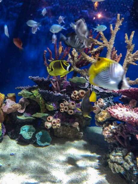 istock Colorful tropical fish by coral 1325491404