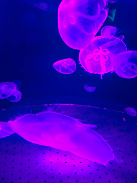 istock Purple glowing jellyfish in tank 1325491405