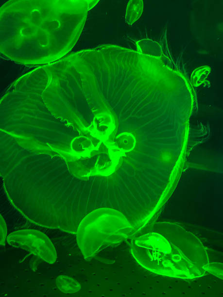 istock Green glowing jellyfish in tank 1325491408