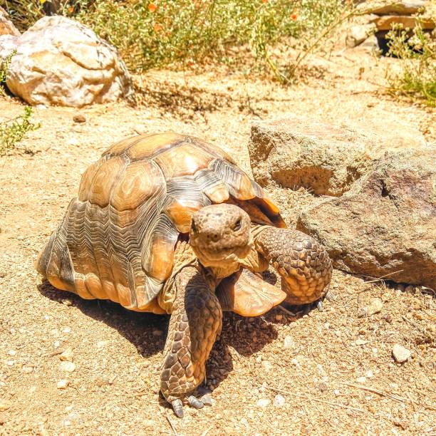 istock Living Fossil 1325492239
