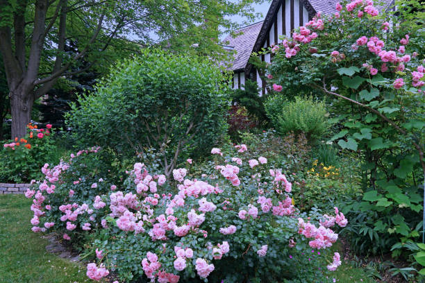istock Front garden with prolific rose bushes 1325493079