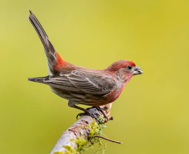 istock Purple Finch feeding. 1325495028