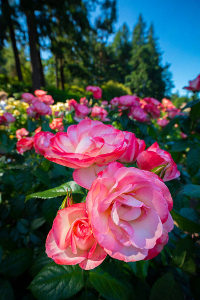 portland hybrid tea rose garden. - pink rose flower color image - fotografias e filmes do acervo